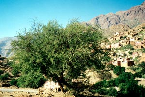 19.11.1998 - Zurück von Tafraoute nach Agadir - Pause in einer kleinen Ortschaft