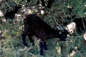19.11.1998 - Kurz vor Agadir - Kletterwütige Ziegen oder wie kommt denn die Ziege auf den Baum?