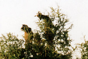22.11.1998 - Kurz vor Agadir - Schon wieder kletterwütige Ziegen dem Baum?