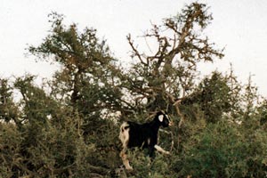 22-11-98 - Close to Agadir - again goats in the tree