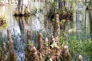 09-04-06 - Cypress Garden - cypresses in the swamp