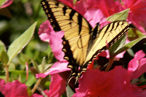 09-04-06 - Cypress Garden - common yellow swallowtail butterfly