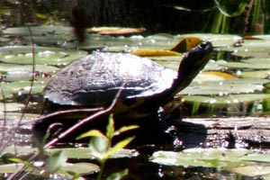 09-04-06 - Cypress Garden - turtles cavourting in the swamp