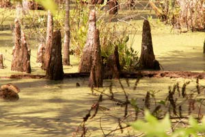 09-04-06 - Cypress Garden - creepy green in the swamp