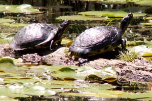 09.04.2006 - Cypress Garden - Schildkröten tummeln sich im Sumpf