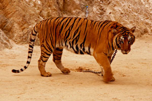 13.12.2009 - Unruhiger großer Tiger (schon damals haben wir uns gefragt, wie viel Beruhigungsmittel die bekommen)