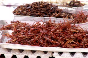 17-12-09 - Grasshoppers