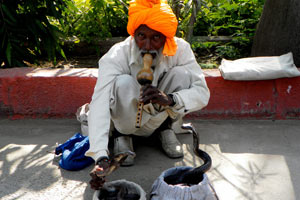 17-12-11 - Snake charmer with two cobras