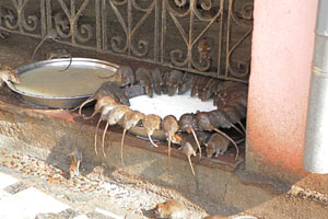 22.12.2011 - Ratten im Karni-Mata-Tempel (Rattentempel)