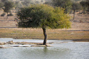 23-12-11 - Lake of Jaisalmer