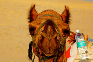 24.12.2011 - Camel Safari - Dromedar