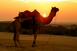24.12.2011 - Camel Safari - Dromedar im Sonnenuntergang