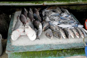 01.01.2012 - Fischangebot in Kochi
