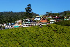 03.01.2012 - Teeplantagen bei Munnar