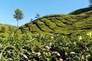 03-01-12 - Tea plantages in Munnar