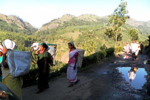 03-01-12 - Harvest of tea close to Munnar