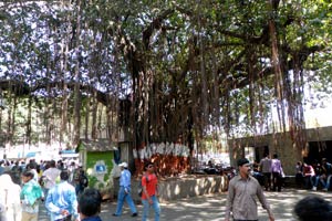 18-01-12 - Vivid Mumbai - Trees and crowds
