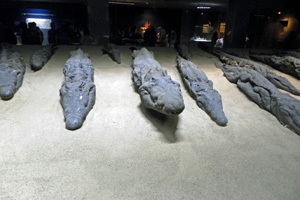 16-02-13 - Mummified Crocodiles in the museum of Kom Ombo