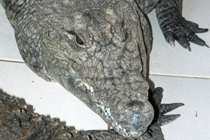 17.02.2013 - Krokodile als Haustiere im Nubischen Dorf