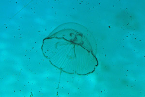 25-02-13 - Jelly Fish in the Red Sea