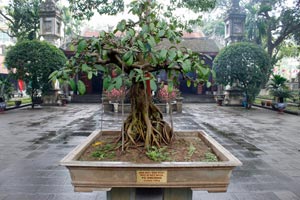 15-02-15 - Bonsai tree at the Quan Thanh Pagode