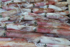 06.03.2015 - Absolut frische Tintenfische auf dem Nachtmarkt