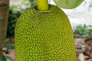 10-03-15 - Walking thru Cai Be: huge jackfruit