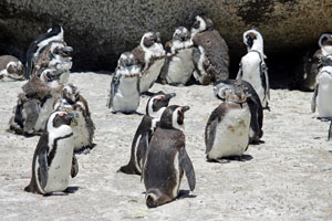 19-11-16 - Cape Penguin