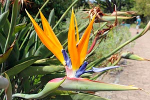 20-11-16 - Exotic plants in the park of Kirstenbosch