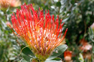 20-11-16 - Exotic plants in the park of Kirstenbosch