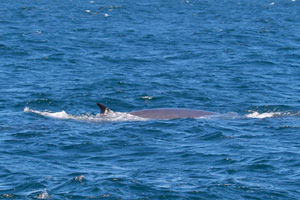 26-11-16 - We see dolphins, seals and whales (the pic shows a whale)