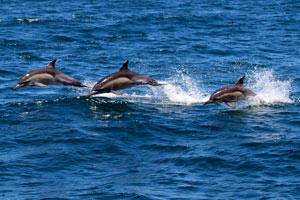 26-11-16 - We see dolphins, seals and whales (the pic shows dolphins)
