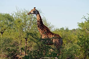 29-11-16 - Giraffe