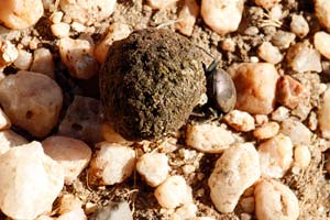 29-11-16 - African Dung Beetle
