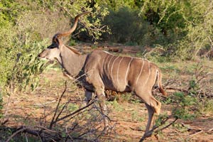 29.11.2016 - Kudu