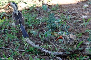29-11-16 - Red-billed hornbill take a visit at the lodge