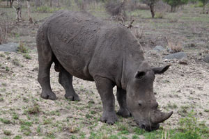 30-11-16 - Rhinoceros