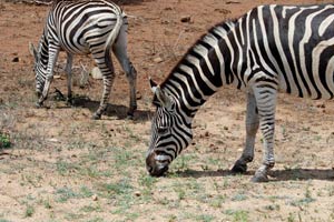 30-11-16 - Zebras
