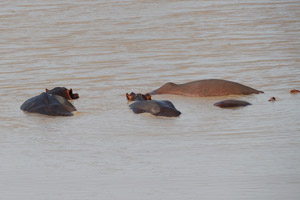 30-11-16 - Hippopotamus in the water