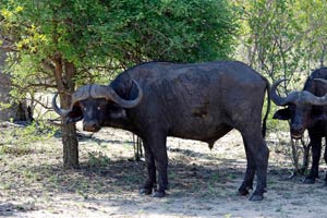30-11-16 - Water buffalo