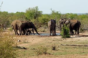 30-11-16 - Elephant herd
