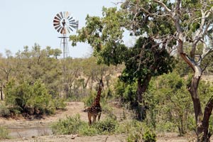 30-11-16 - Giraffe with wind wheel