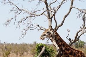 30.11.2016 - Giraffe am Baum