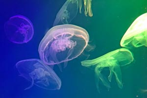 06-10-19 - Visiting the Okeanarium: jelly fish