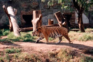 03.01.1996 - Ich muss zugeben, fast kein Sightseeing, nur Party in Guatemala