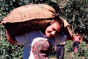 08.01.1996 - Harry bei der Kaffeeernte 