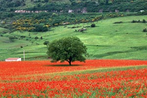 28.05.2002 - Herrliche Mohnwiesen auf dem Wege nach Monte Sant Angelo