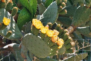 29.05.2003 - Blühende Kakteen in Marina di Caulonia