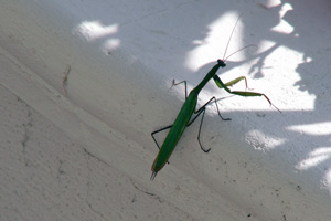 22.10.2006 - Heuschrecke am Ferienhaus