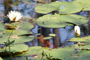 09.04.2006 - Cypress Garden - Sumpflandschaft mit Zypressen und Seerosen